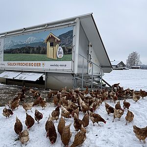 Das Hühnermobil beherbergt derzeit rund 200 Legehühner. Es steht auf einer Wiese unweit des Bauernhauses. Foto: Dr. Monika Konnert