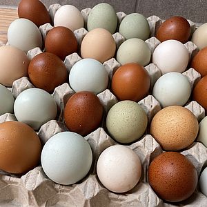 Frischgelegte Eier im mobilen Hühnerstall. Foto: Dr. Monika Konnert